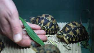 170 turtles of Madagascar seized at Roissy Charles de Gaulle airport in Paris