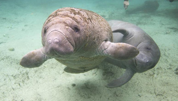 Manatees dance with crowd in Florida water area