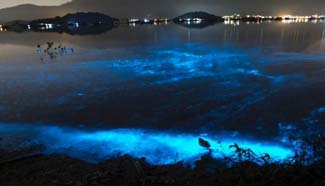 "Blue Tears" wonder found in Hong Kong