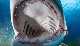 What it's like to be inside the mouth of shark?