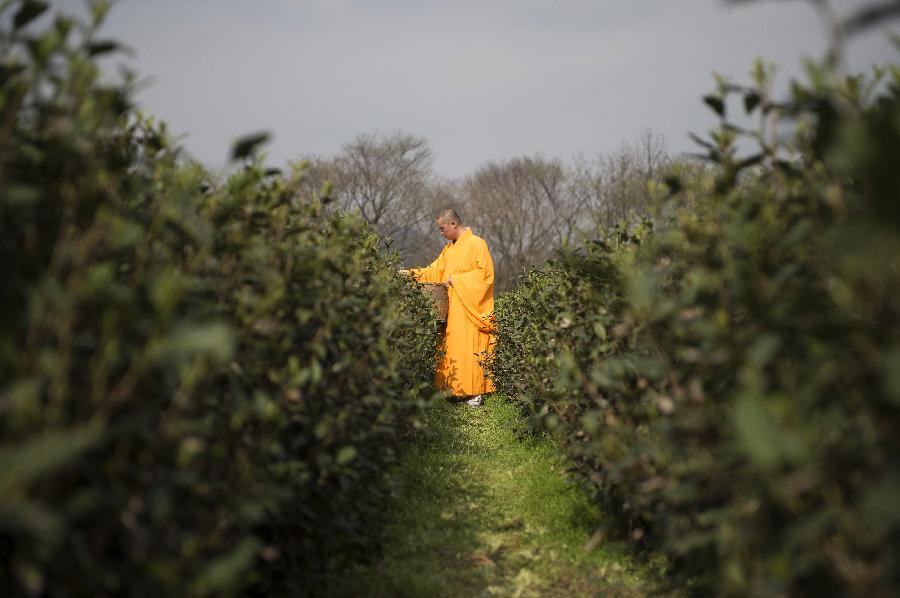 Monks begin to pick Fajing zen tea in Hangzhou