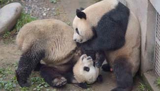 Pandas artificially inseminated at Sichuan's Bifengxia base
