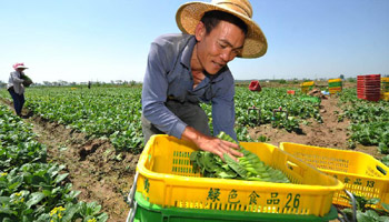 Farmers harvest vegetables at growing base in Ningxia