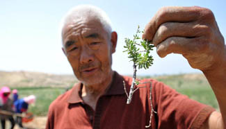 In pics: rare plant tetraena mongolica in NW China' Ningxia