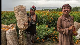 Early season of marigold harvest in China's Xinjiang