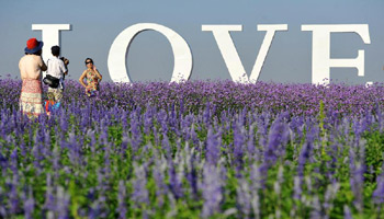 Lavender garden becomes popular destination for tourists in China's Ningxia