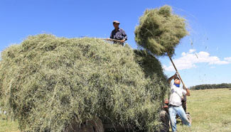 Herdsmen harvest grass in Xinjiang