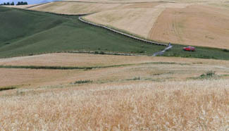 "Sea" of plants: Changji in NW China's Xinjiang