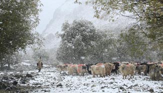 Snowfall hits Tianshan Mountains in China's Xinjiang