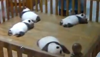 Panda cubs play starring role for National Day