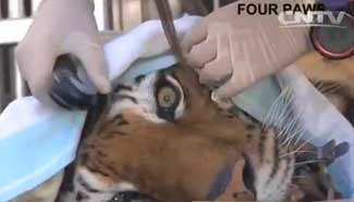 A rescued tiger, and two snow-leopard cubs