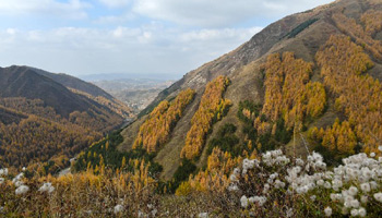 Autumn scenery of Liupan Mountains National Forest Park in China's Ningxia