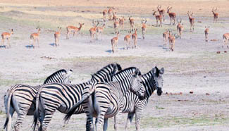In pics: scenery of Botswana's Okavango Delta