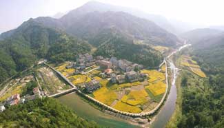 Scenery of rice fields in China's Zhejiang