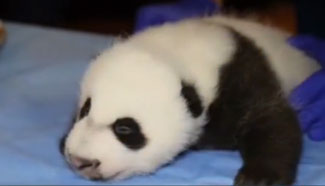 Panda cub Bei Bei at National Zoo opens eyes