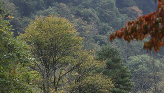 In pics: autumn scenery of Shaanxi's Qingling Mountain