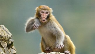 In pics: wild macaques in C. China's Hubei