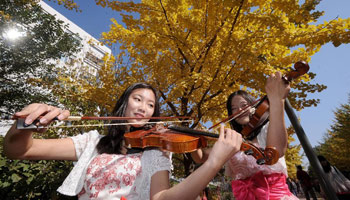 Gingko leaves of trees turn yellow in NE China's university