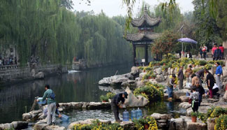 Chrysanthemums blossom in China's Shangdong