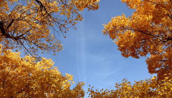 Autumn scenery of desert poplar forest in NW China