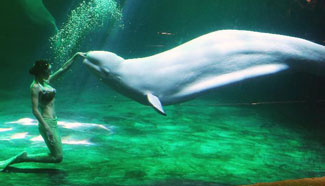 Shark Awareness Day marked in Beijing Aquarium