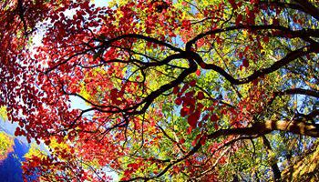 Trees burst into color in China's Ganshan National Forest Park