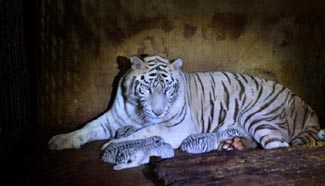 White tiger in Yunnan gives birth to 5 tiger babies
