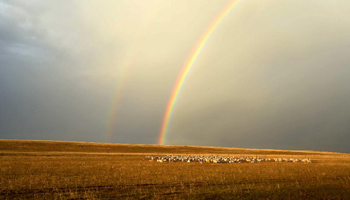Autumn scenery of natural reserve of Xilin Gol grassland in north China