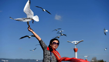 More than 3,000 black-headed gulls fly to Kuming, SW China