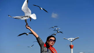 Black-headed gulls come to Kunming for winter for 31 years in a row