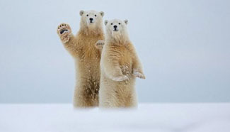 Lovely moments of polar bears