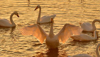 Swans converge in E China's Shandong to spend winter