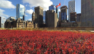 Green roof seen in Toronto, Canada