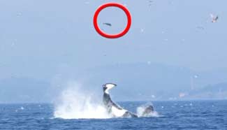 Killer whale plays with prey