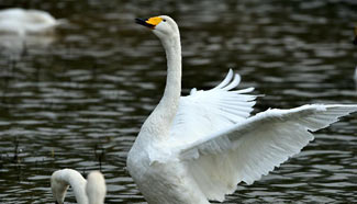 Wild whooper swans seen at Yellow River Wetland in China's Shanxi