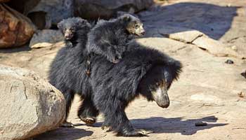 Lazy bear cubs want a free ride