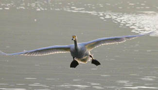Thousands of migratory swans converge in E China to spend winter