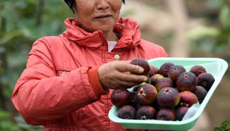Greenhouse planting of fig bring local villagers increase in income