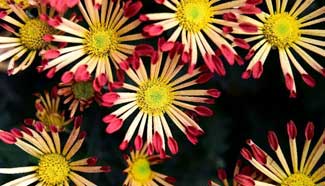 Over 500 species of chrysanthemum displayed in China's Jinan