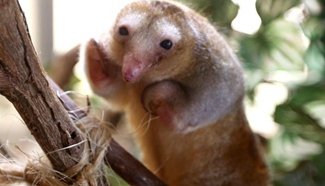Silky anteater sits on branch at Huachipa Zoological Park, Peru
