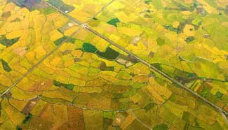 In pics: aerial view of rice fields in S China's Guangxi