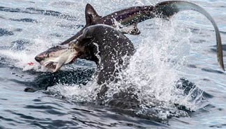 Sea lions tear shark into pieces
