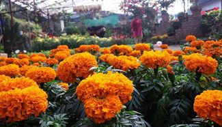 Marigold flowers on display for upcoming Tihar festival in Nepal