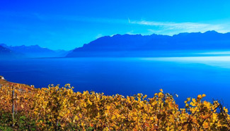 Late autumn scene in vineyards in W Switzerland