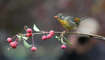 Red-billed leiothrix selects nest-site in Beijing