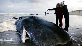 Five sperm whales die after getting stranded