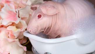 When guinea pig enjoys bubble bath
