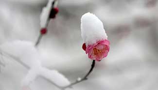 Plum buds covered with snow in E China's Jiangsu