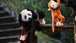 Special New Year greeting ceremony held for panda cubs in Sichuan