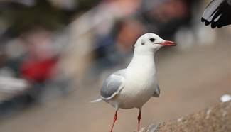 Seagulls seen at beach in China's Qingdao